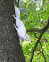 White squirrel at Sandy Dell