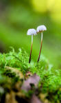 Collared parachute fungus