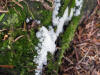 This might be a slime mould 