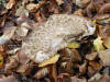 Shaggy Parasol