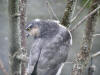 sparrowhawk