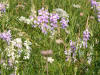 goats rue on Milton Common