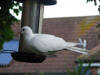 A white collared dove