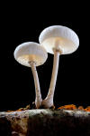 porcelain fungus