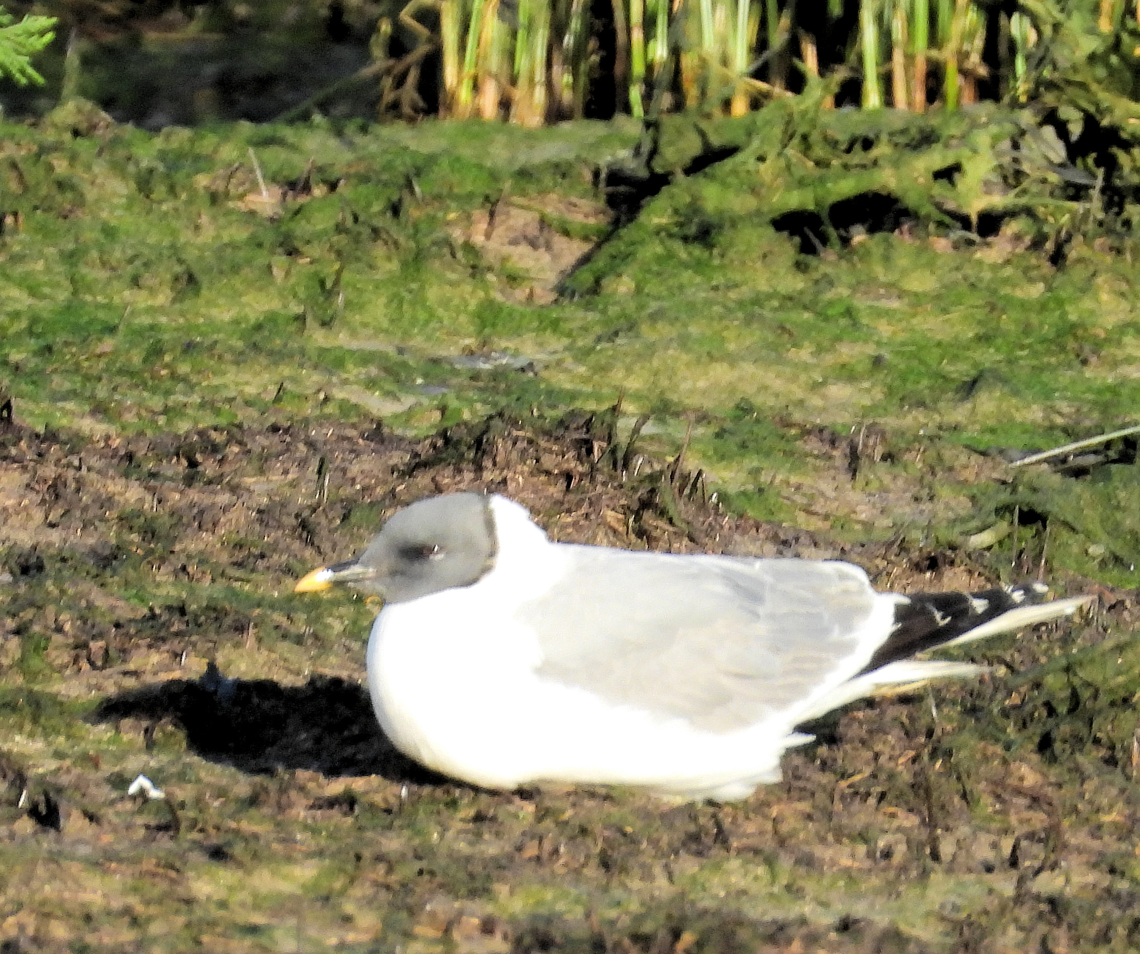 Sabines gull on southmoor 23 jan 23