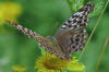 A valnzi silver washed fritillary