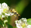 A longhorn beetle Strangalia maculata