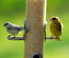 birds on a feeder