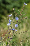 Chicory