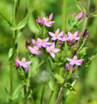 common centaury