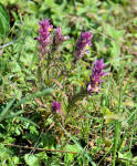 field cowwheat