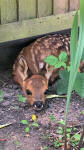 deer fawn in a guardian garden