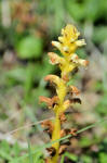 Ivy Broomrape yellowversion