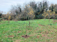 recenetly planted trees