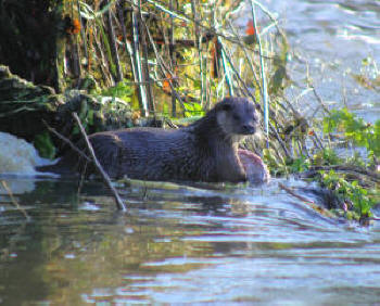 otter