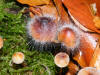 pin mould on mycena