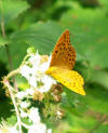 silver washed fritillary butterfly