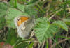 Small heath butterfly picture