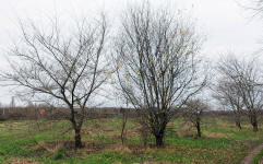 Trees that were planted in2004