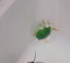 unidentified bug