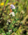 Unidentified vetch or medic
