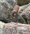 A weasel arrying young over rocks