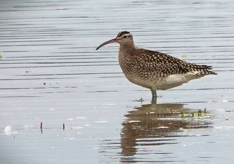 A whimbrel at the HI Kench in September