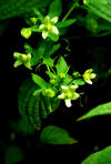white bryony flowers