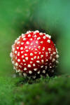 very young fly agaric fungus