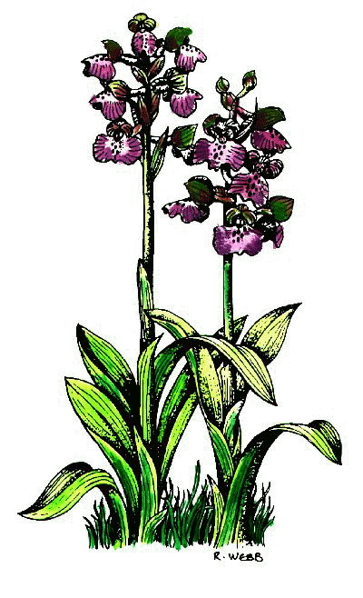 Green winged orchid drawing