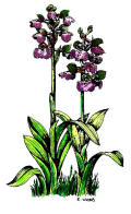 drawing of green winged orchid